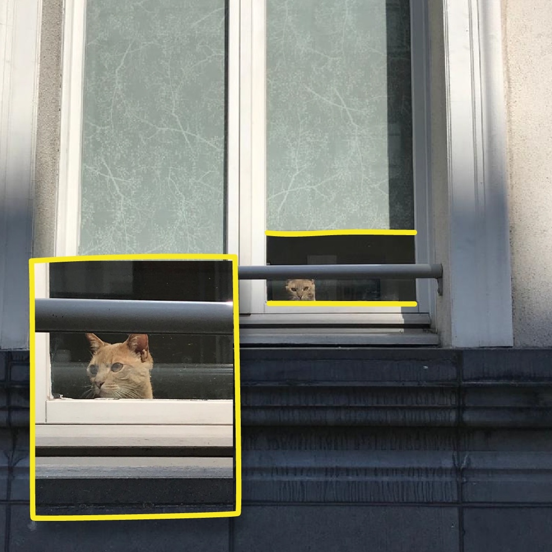 Confinocat-chat-cat-insta